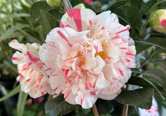 Camellia japonica Eleanor McCown