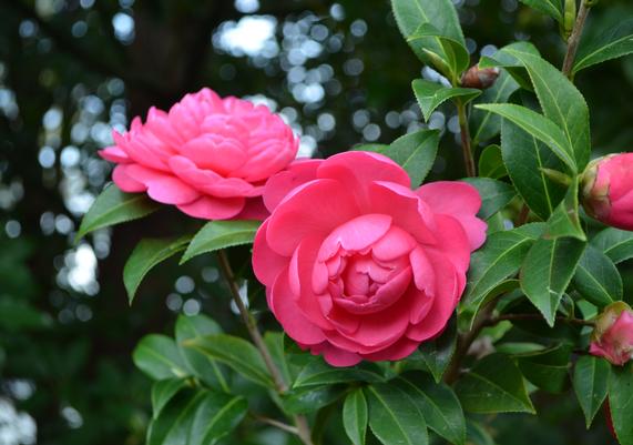Camellia hybrid 'Punkin'