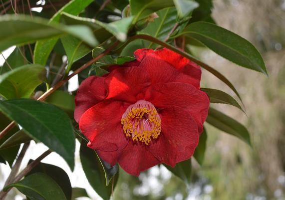 Camellia japonica 'Bob Hope'