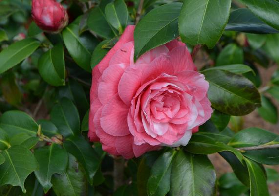 Camellia japonica 'Apollo 14'