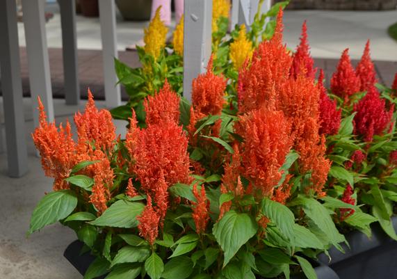 Celosia Orange First Flame