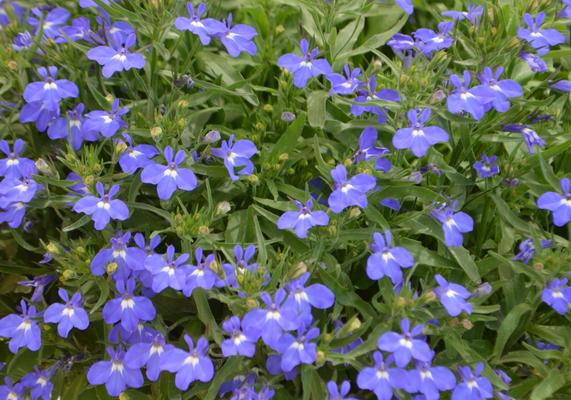 Lobelia Magadi Compact Blue 14