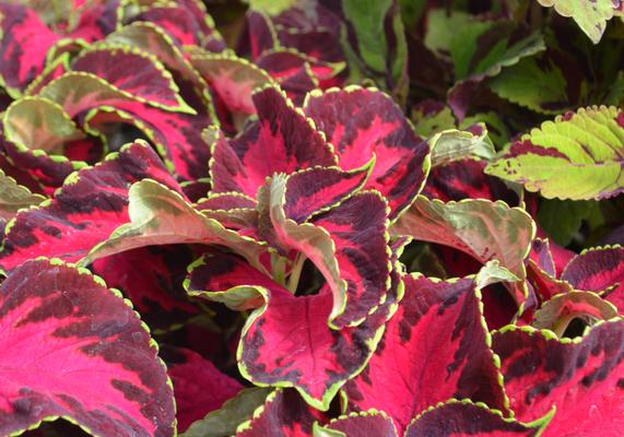 Coleus Chocolate Covered Cherry
