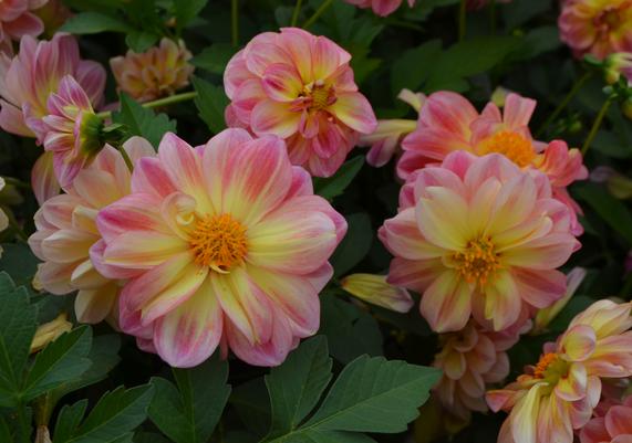 Dahlia Dalaya Shari