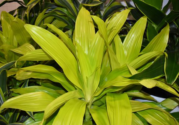 Tropical -Dracena Limelight
