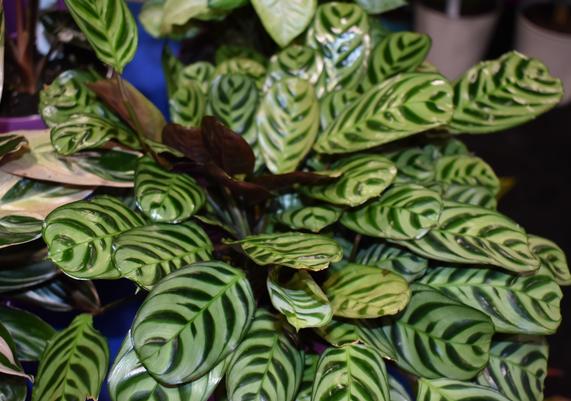 Tropical - Calathea Makoyana