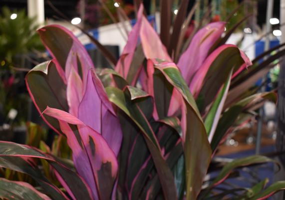 Tropical - Cordyline Maria