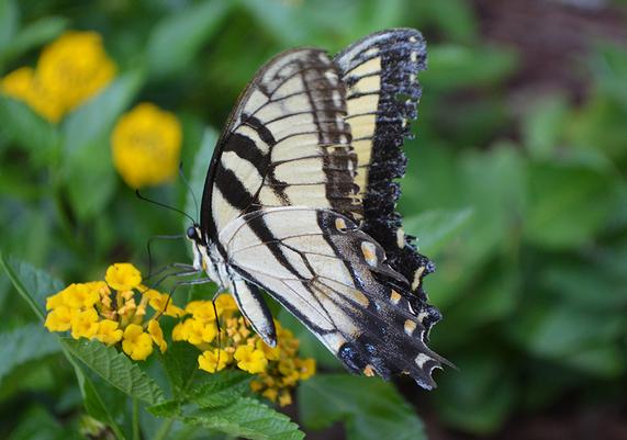 Pollinators