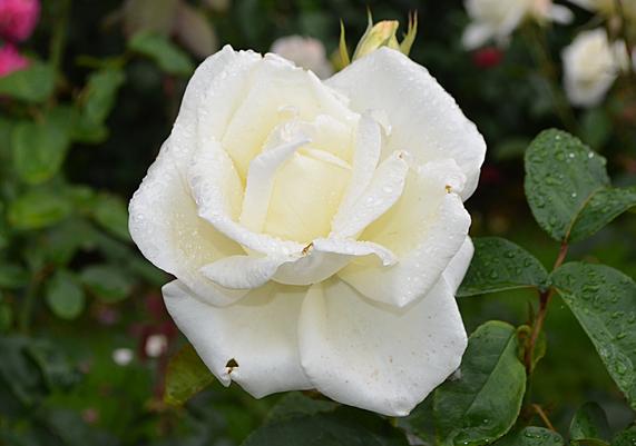 Rosa 'Honor' Hybrid Tea Rose