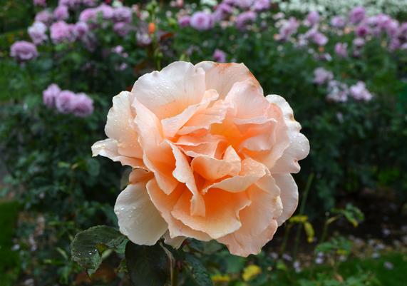 Rosa 'Just Joey' - Hyrbrid Tea Rose
