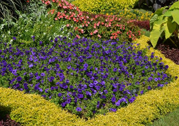 Color in the Garden #2