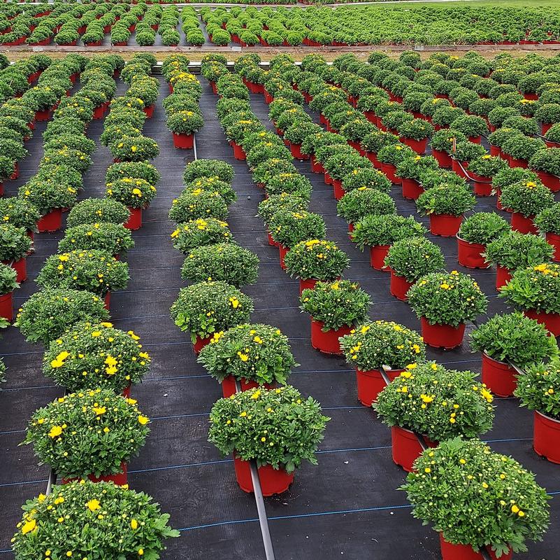D.S. Cole Greenhouses