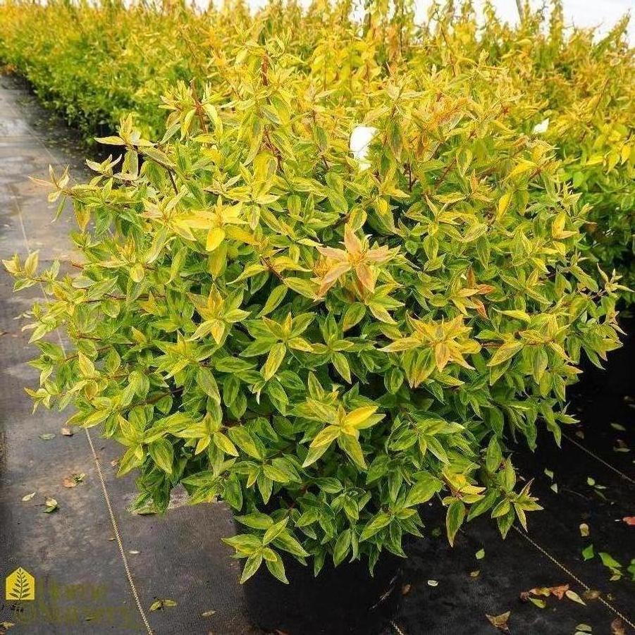 Abelia x grandiflora 'Kaleidoscope' 