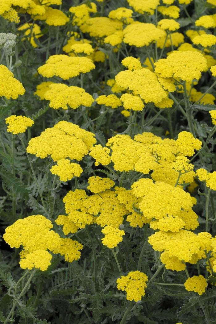 Achillea millefolium 'Moonshine' - Yarrow from Grower Website Two