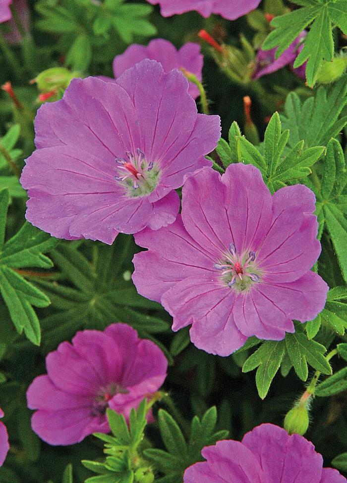 Geranium sanguineum Max Frei