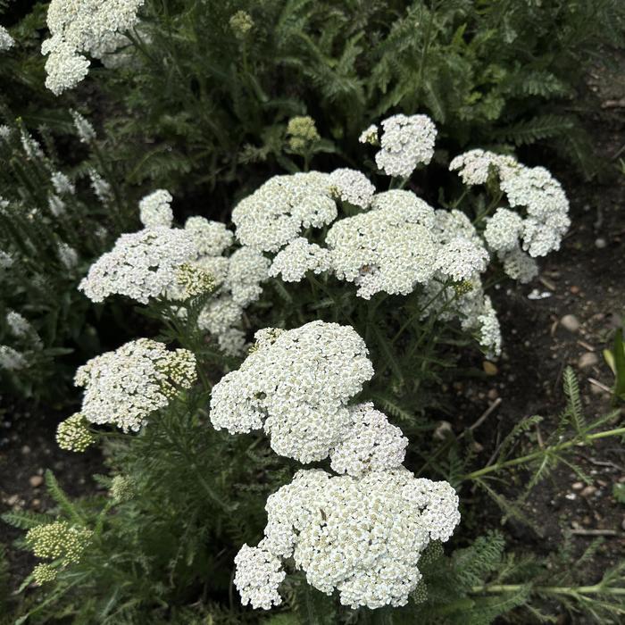 Achillea Firefly Diamond