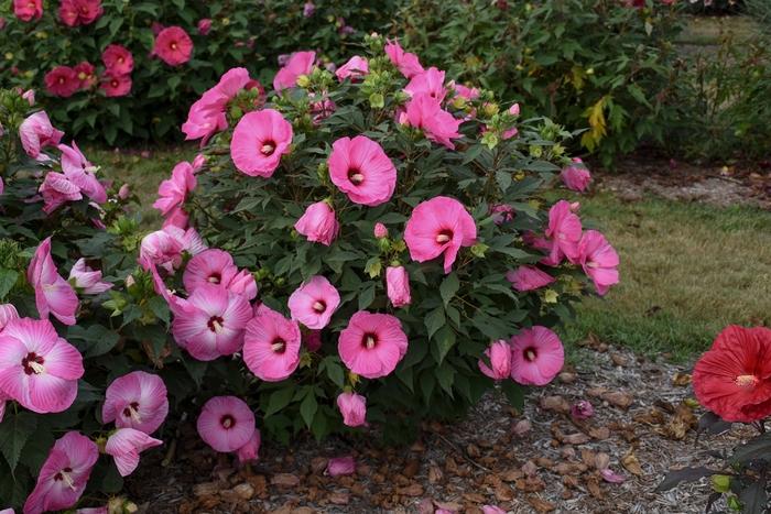 Hibiscus Summerific&reg; Candy Crush