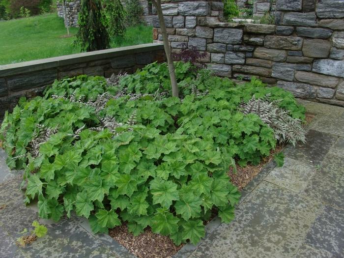 Heuchera villosa Autumn Bride