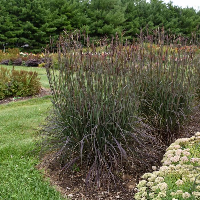 Andropogon gerardii Blackhawks