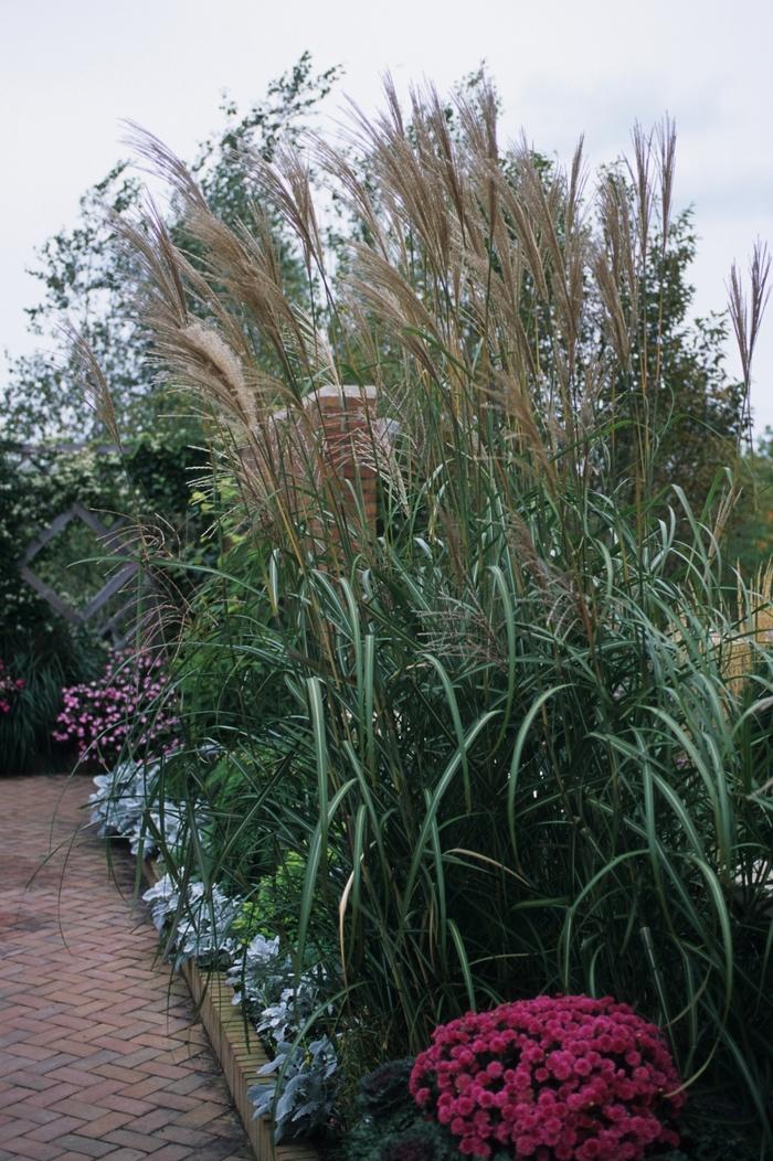 Miscanthus sinensis Rigoletto