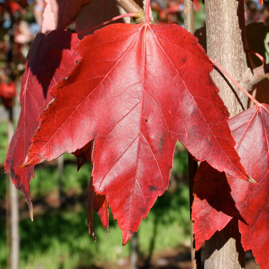 Acer rubrum 'Red Sunset®' - Red Maple