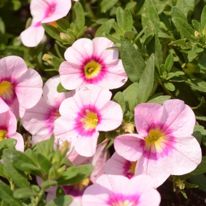 Calibrachoa Bloomtastic Rose Quartz