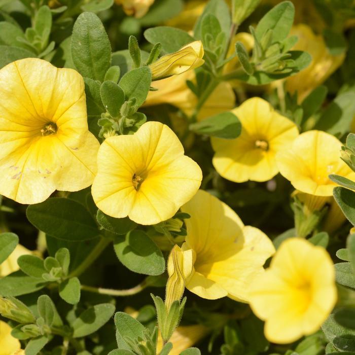 Calibrachoa Bloomtastic Yellow