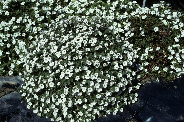 Calibrachoa Lirica White