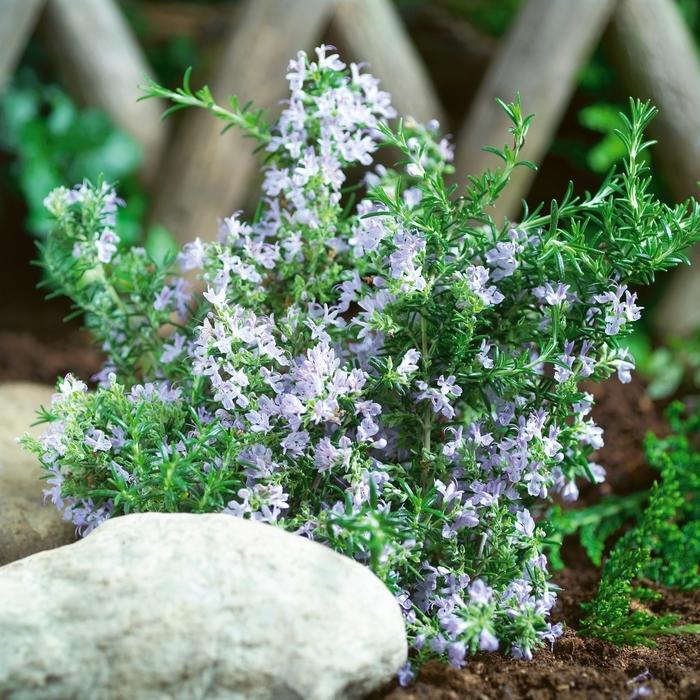Rosmarinus officinalis Tuscan Blue