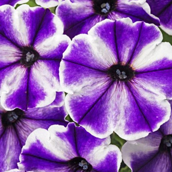 Petunia Crazytunia® Blue Ice