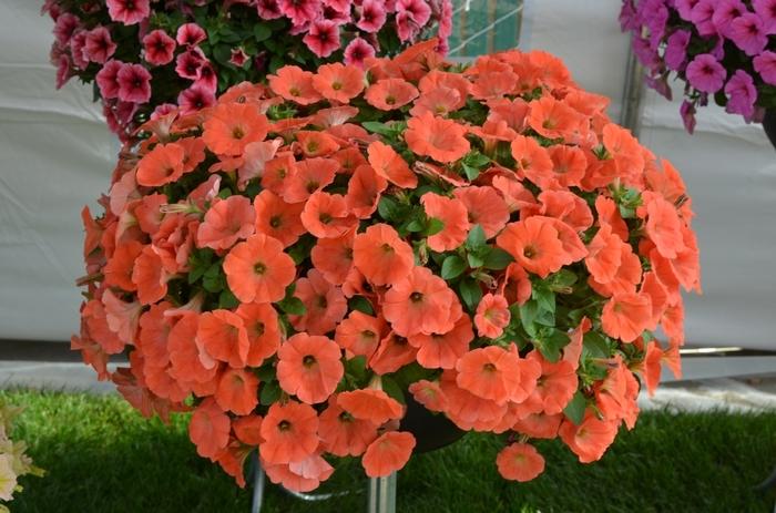 Petunia Potunia Plus Papaya