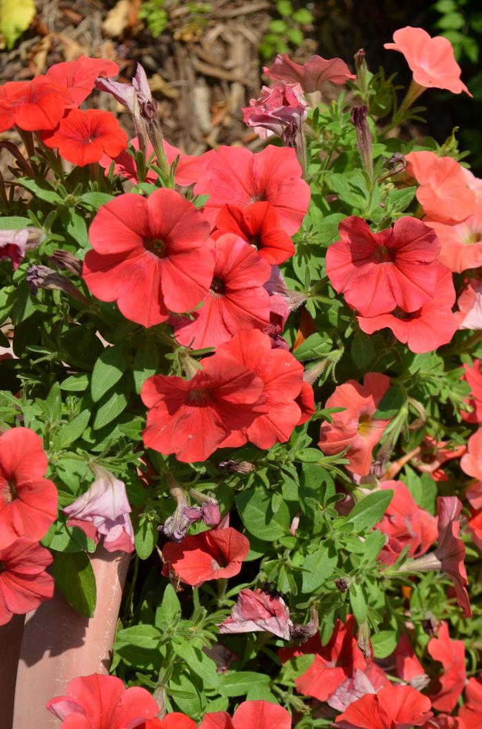 Petunia Potunia Plus Red