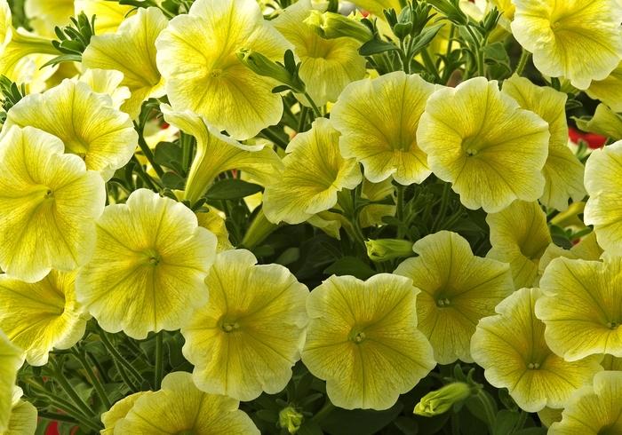 Petunia Cascadias Sunray