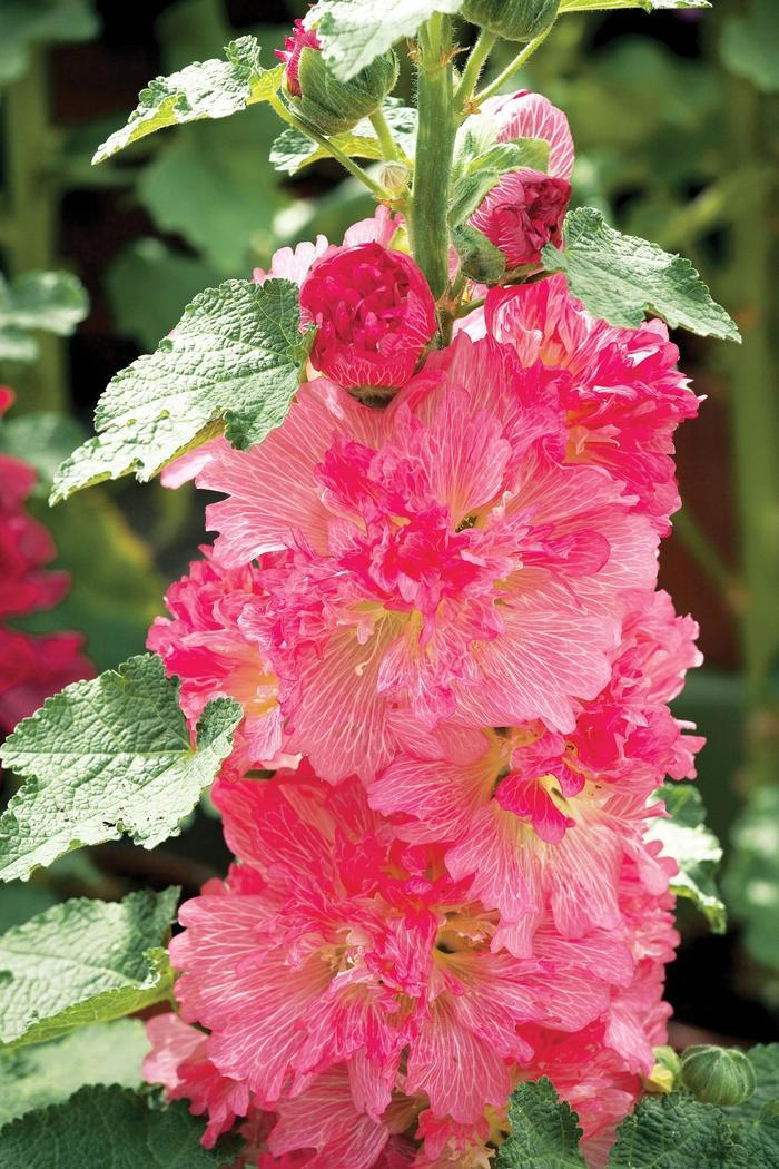 Alcea rosea Spring Celebrities Carmine-Rose