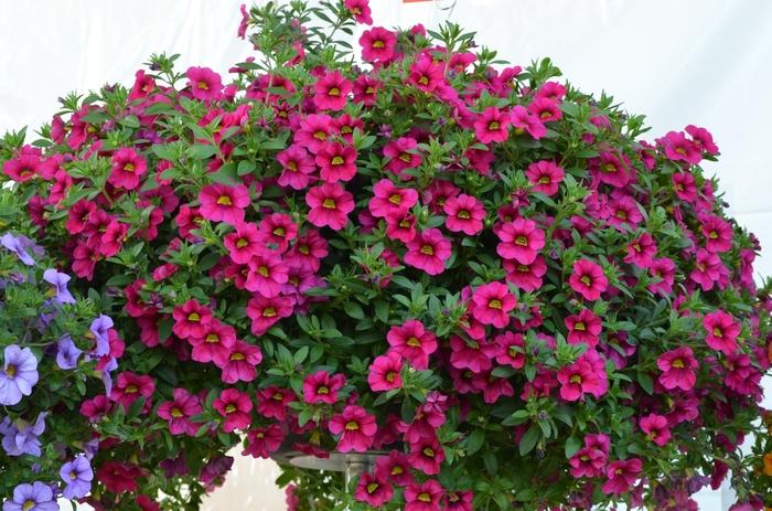 Calibrachoa Aloha Kona Merlot