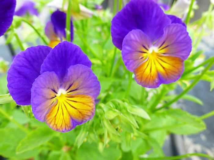 Viola cornuta Celestial&trade; Northern Lights