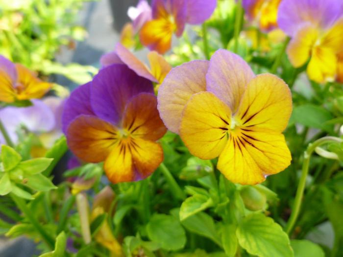 Viola cornuta Celestial&trade; Twilight
