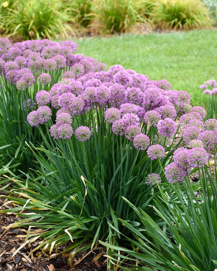 Allium Serendipity