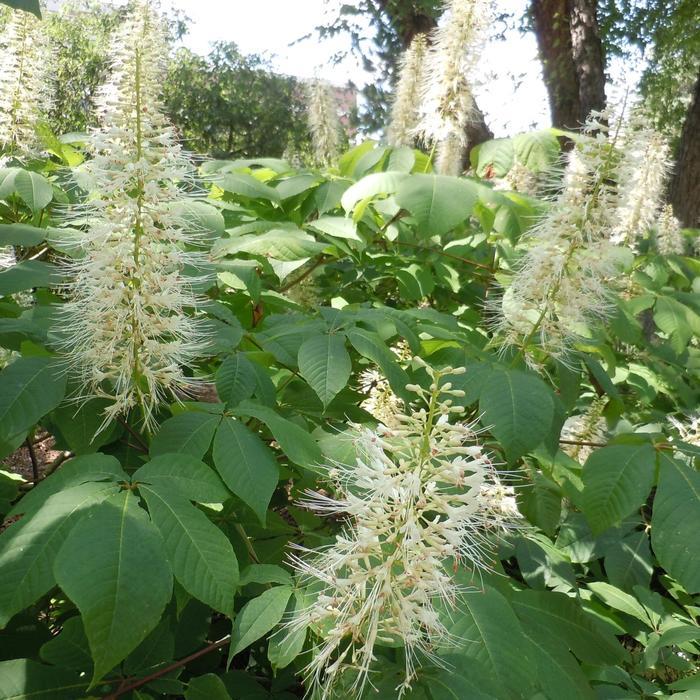 Lycopersicon esculentum Big League