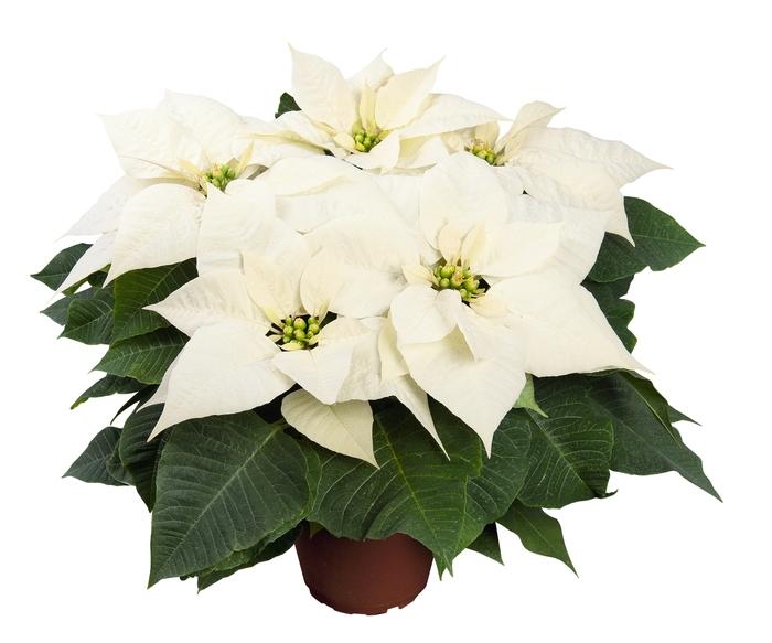 Paeonia lactiflora Edulis Superba