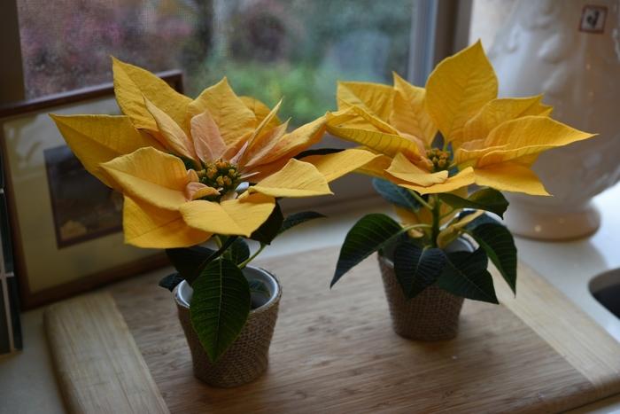 Paeonia lactiflora Felix Crousse