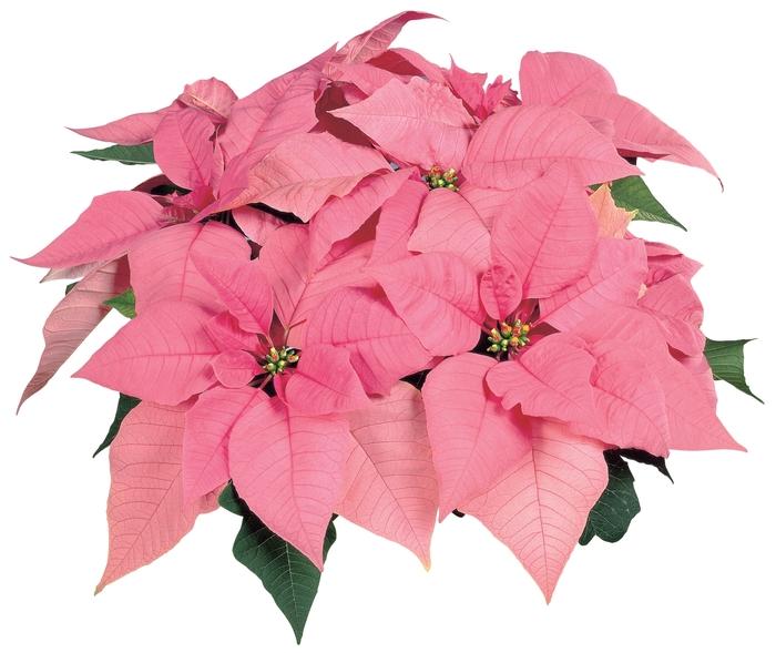 Phlox paniculata Volcano&reg; Red