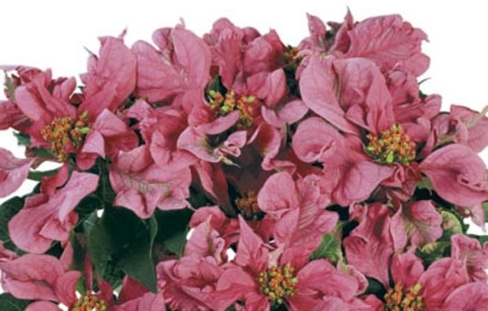 Phlox paniculata Volcano&reg; Ruby
