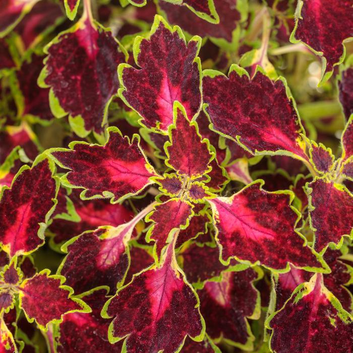 Acer miyabei 'State Street®' - Miyabe Maple from Grower Website Demo Site
