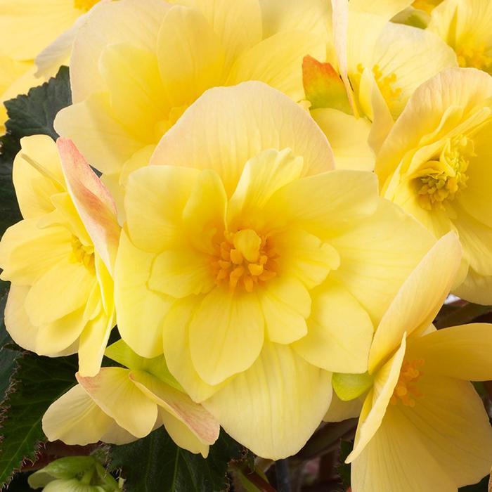 Tulipa Queen of Sheba