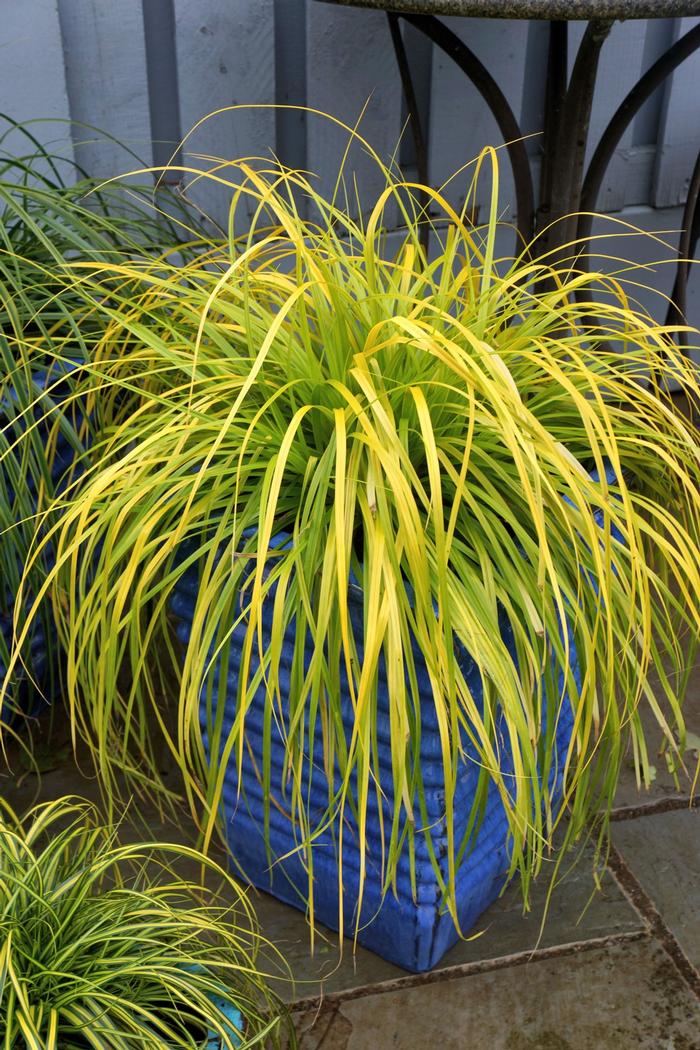 Narcissus Brindabella