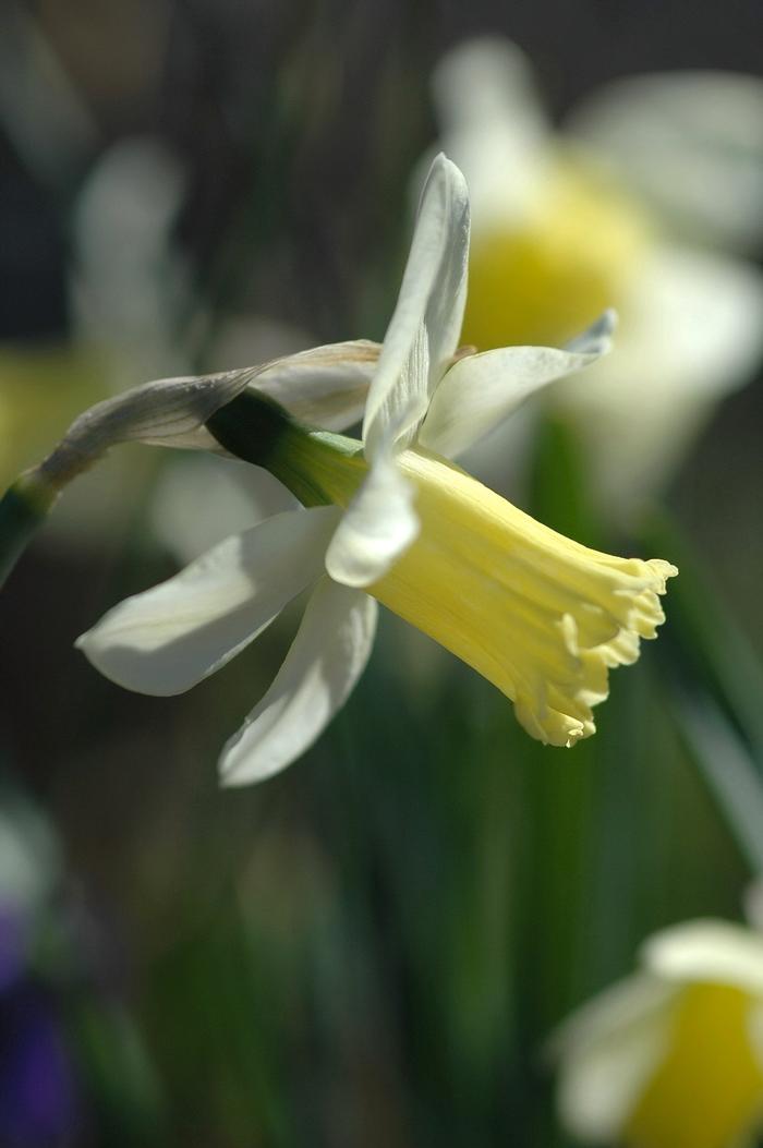Narcissus Cazique
