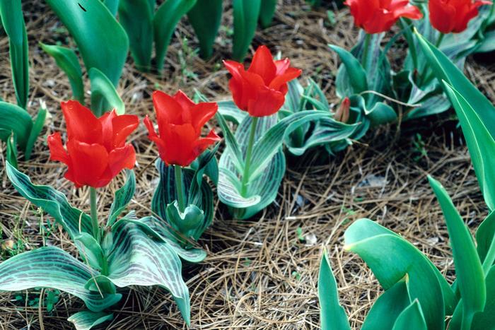 Tulipa Red Riding Hood