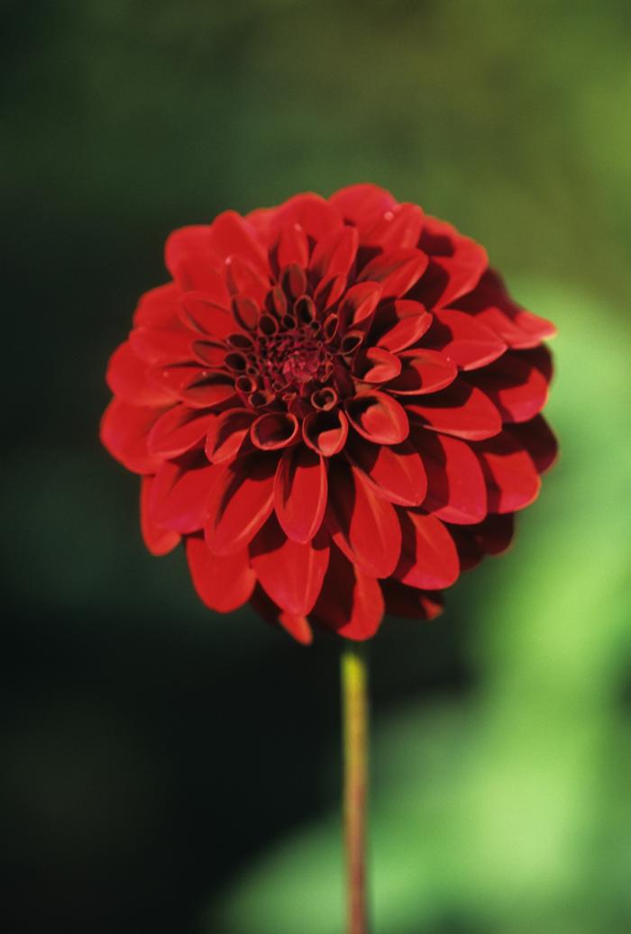Dahlia Bristol Sparton