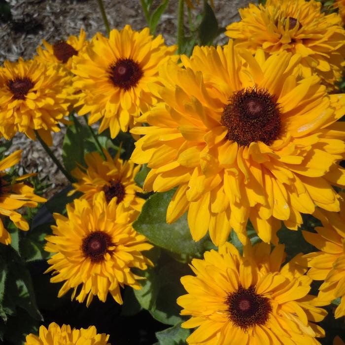 Rudbeckia hirta Maya